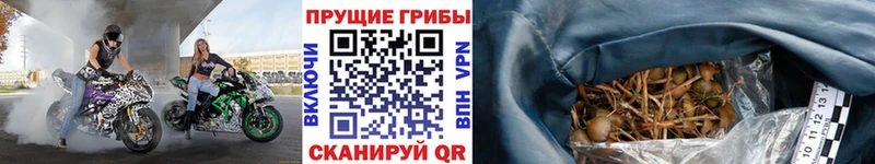 Галлюциногенные грибы мицелий  Купить  Жуковка 